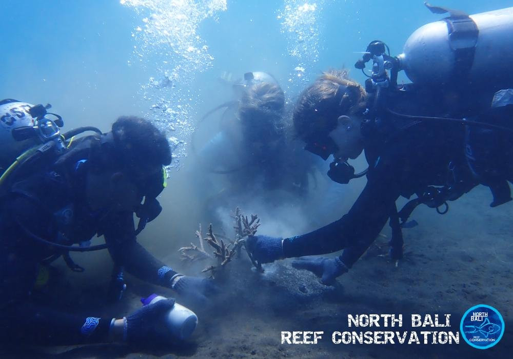 Bali Conservation Diving景点图片