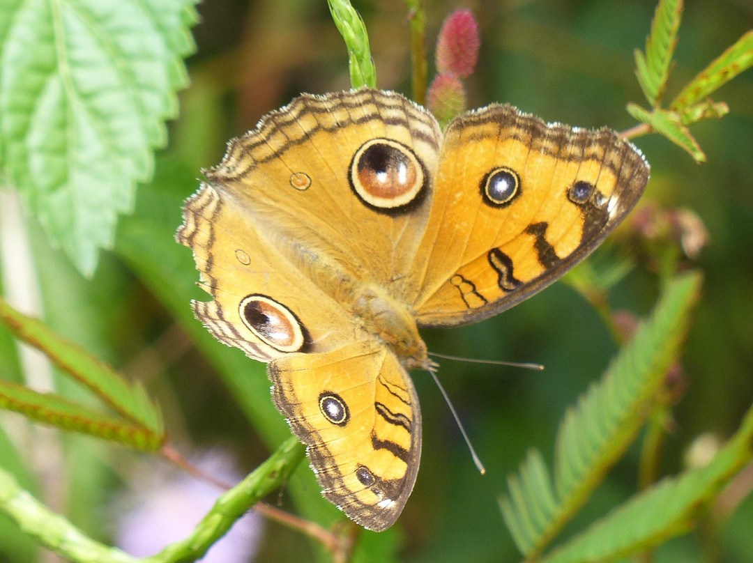 Sammilan Shetty’s Butterfly Park景点图片