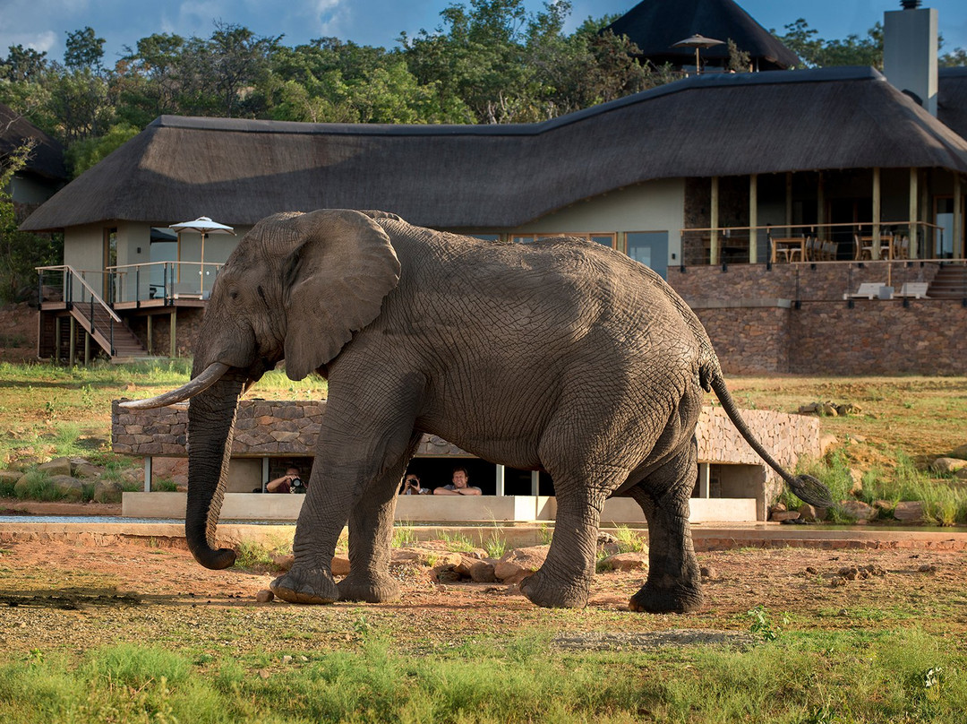 Mhondoro Safari Lodge & Villa