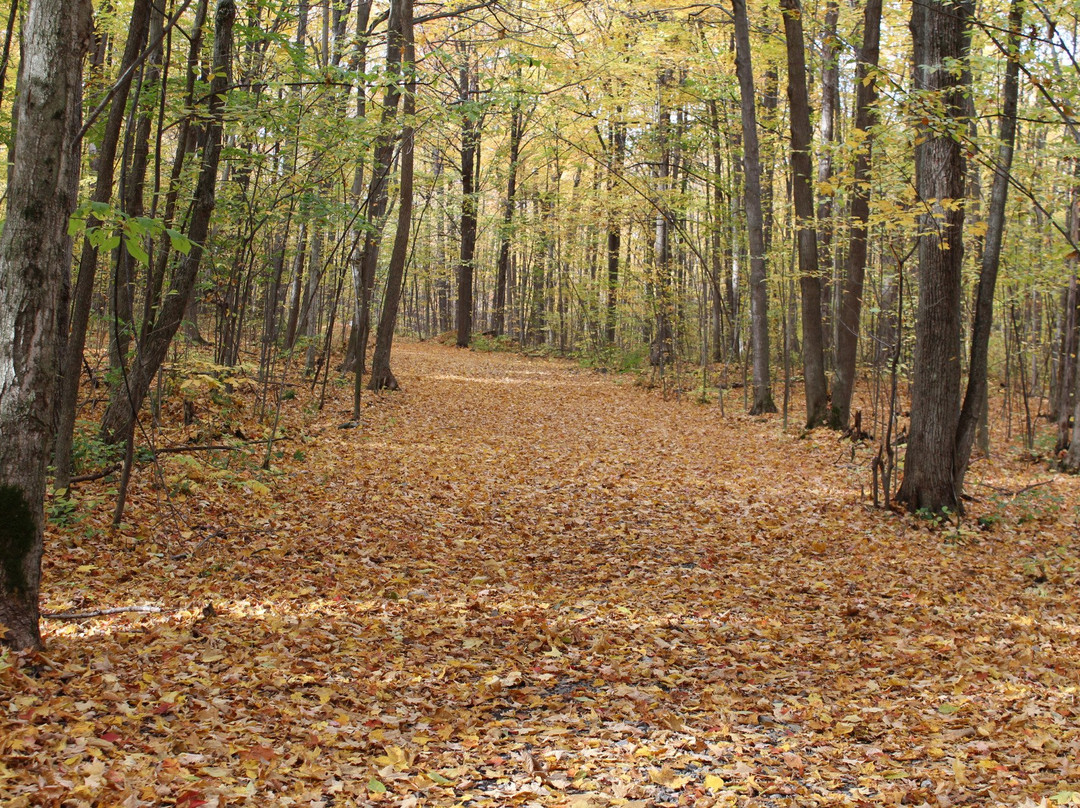 Summerstown旅游攻略图片