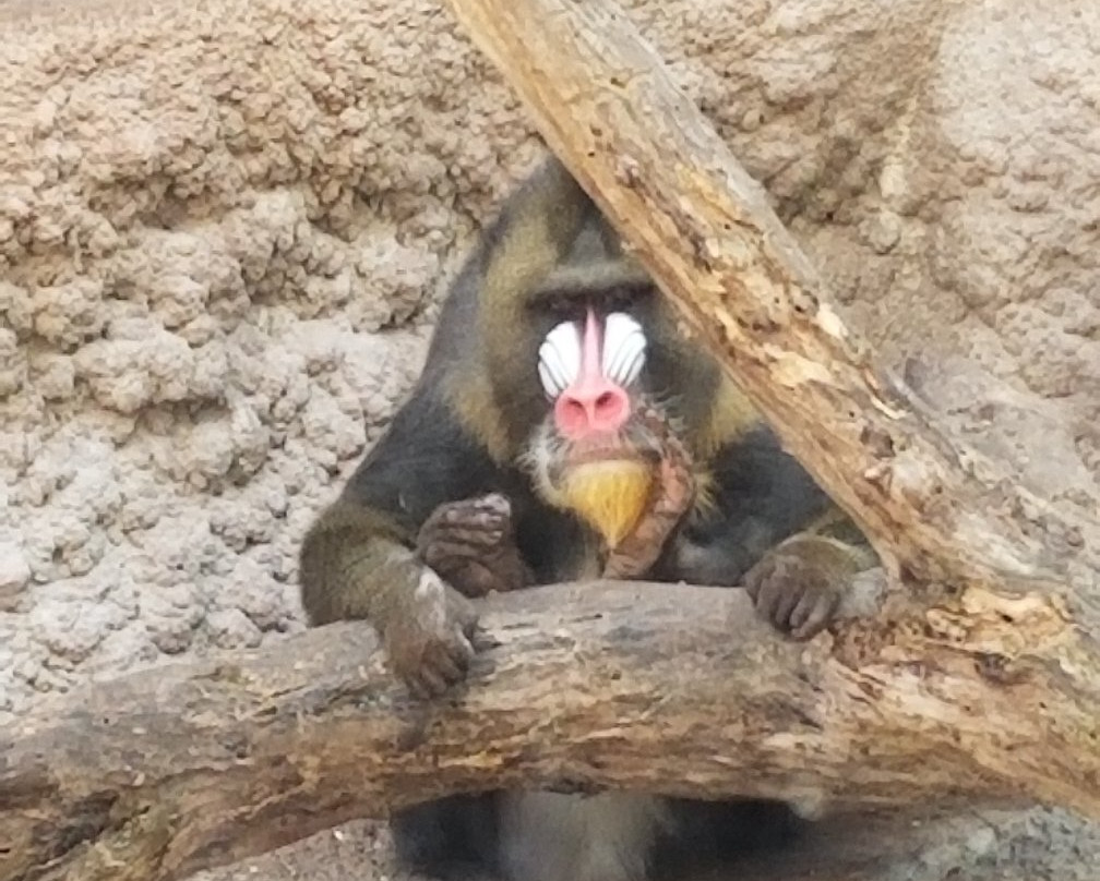 Gladys Porter Zoo-布朗斯维尔必去景点