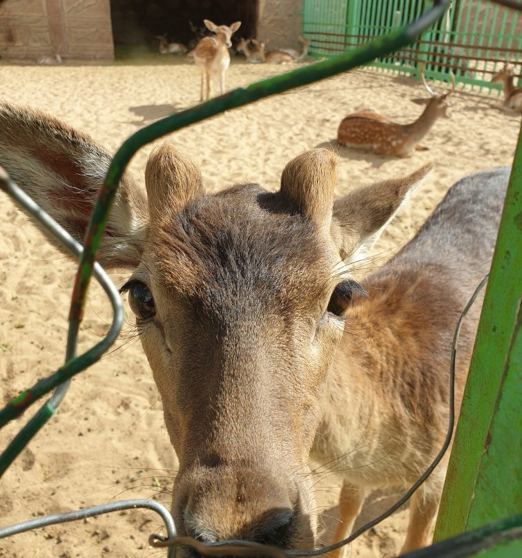 Taif Zoo-Taif必去景点