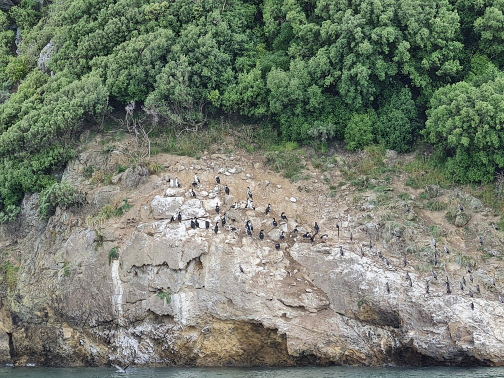 Pelorus Mail Boat景点图片