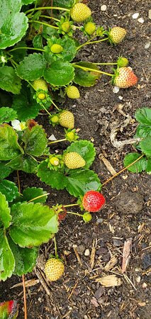 King's Garden-Ticonderoga必去景点