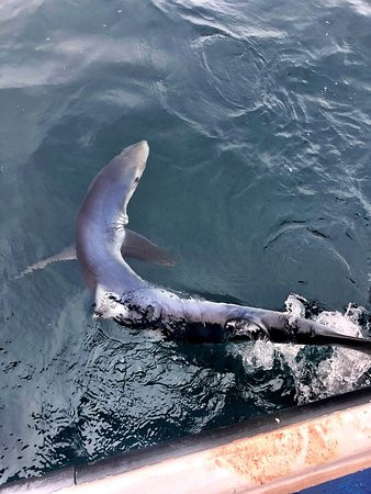 Blue Shark Charters-Eastern Passage必去景点