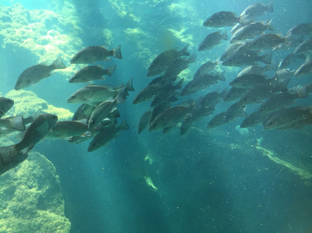 Homosassa Springs旅游攻略图片