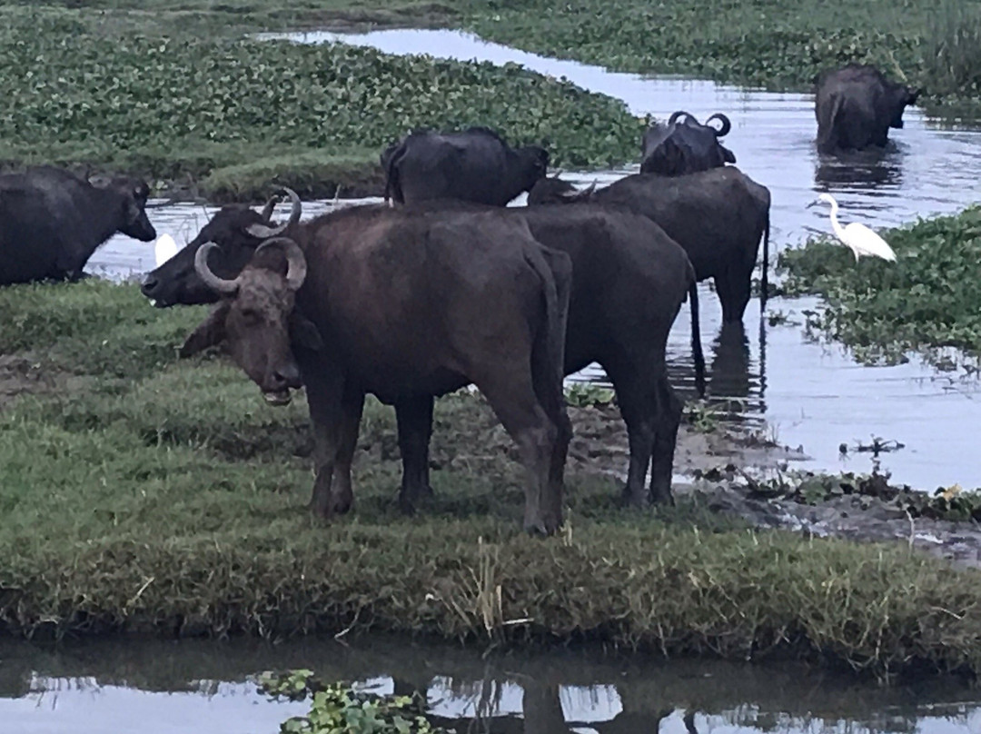 Kamal Safari Bundala Park-Hambantota必去景点
