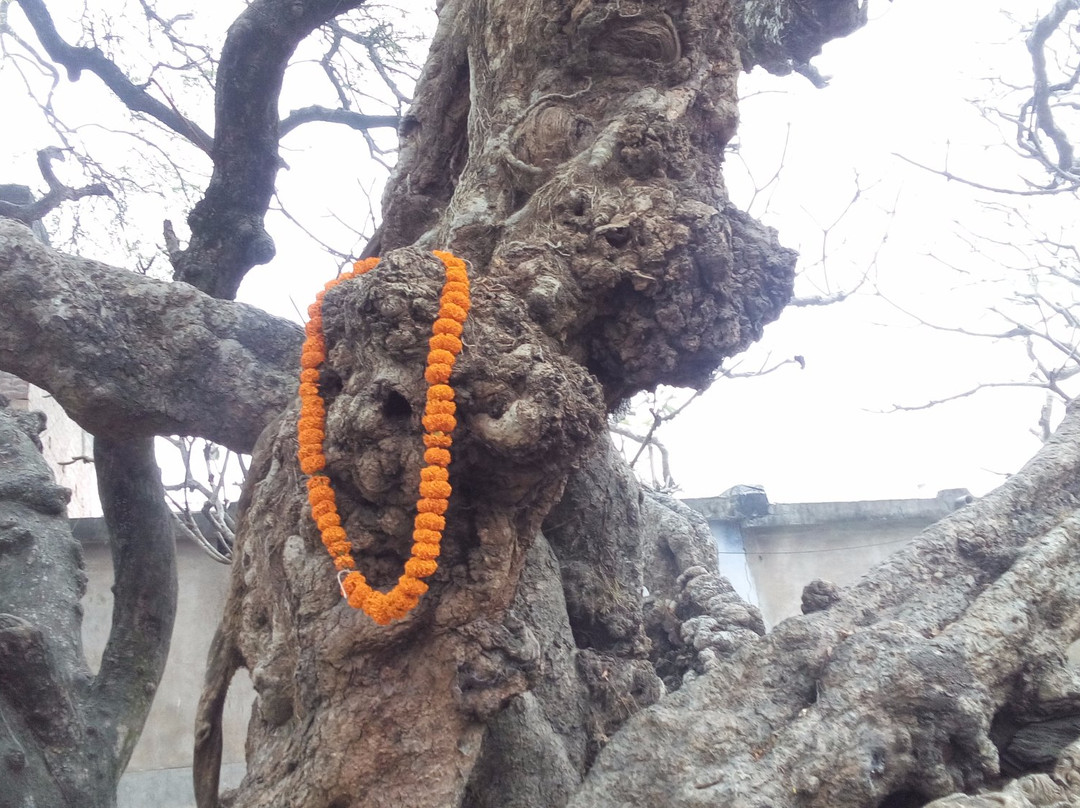 Chand Kazi's Tomb景点图片