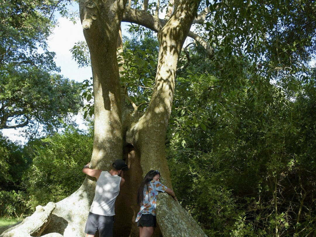 Monte de Ombues-Rocha必去景点