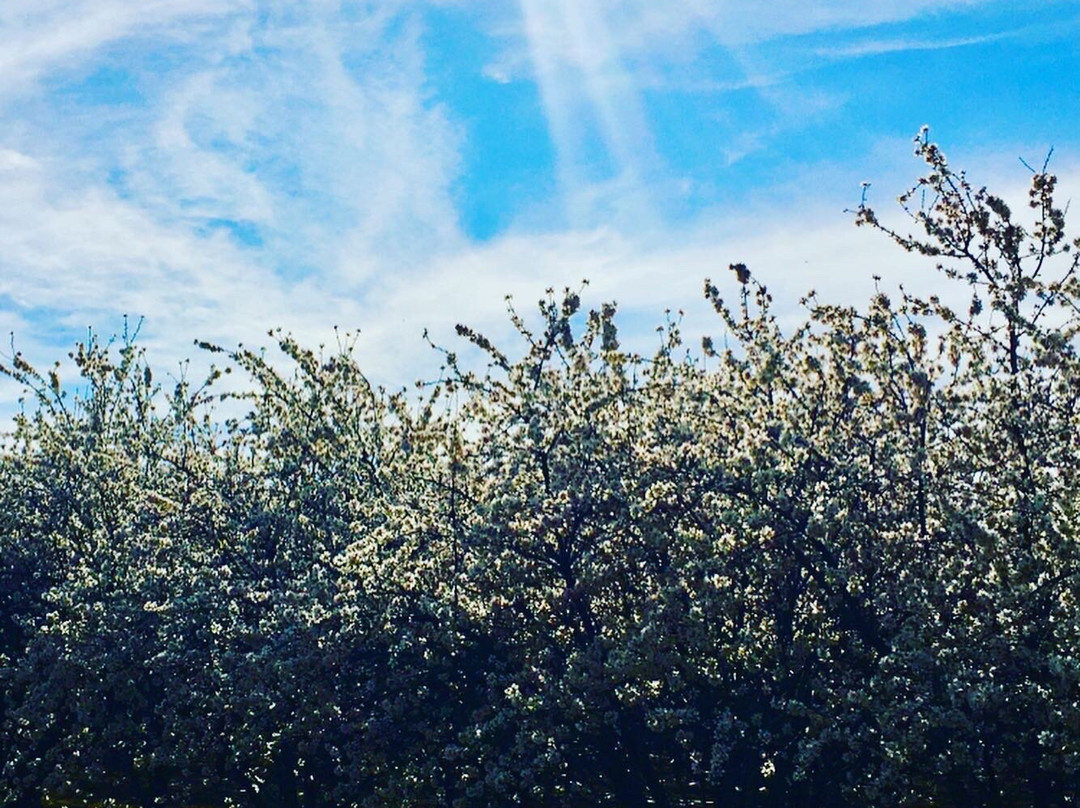 Blossom Trail-弗雷斯诺必去景点