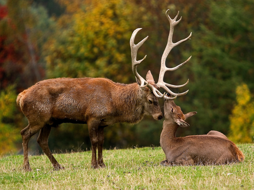 Wildpark Aurach景点图片