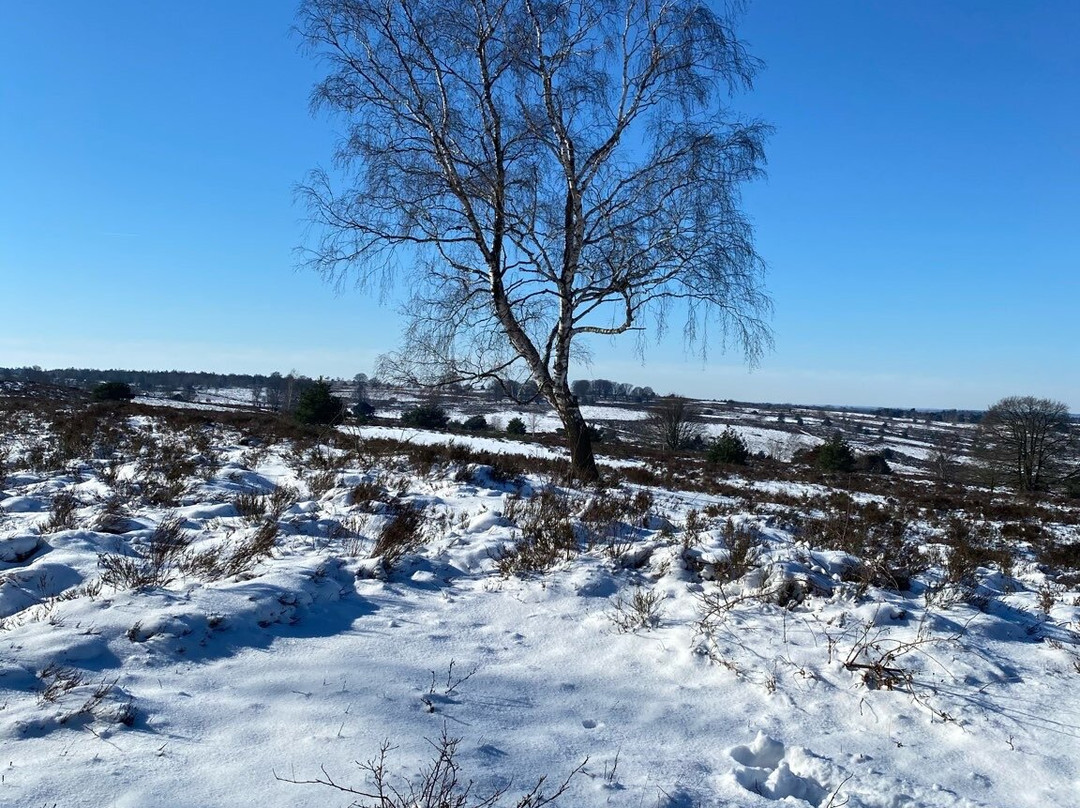 Haarle旅游攻略图片