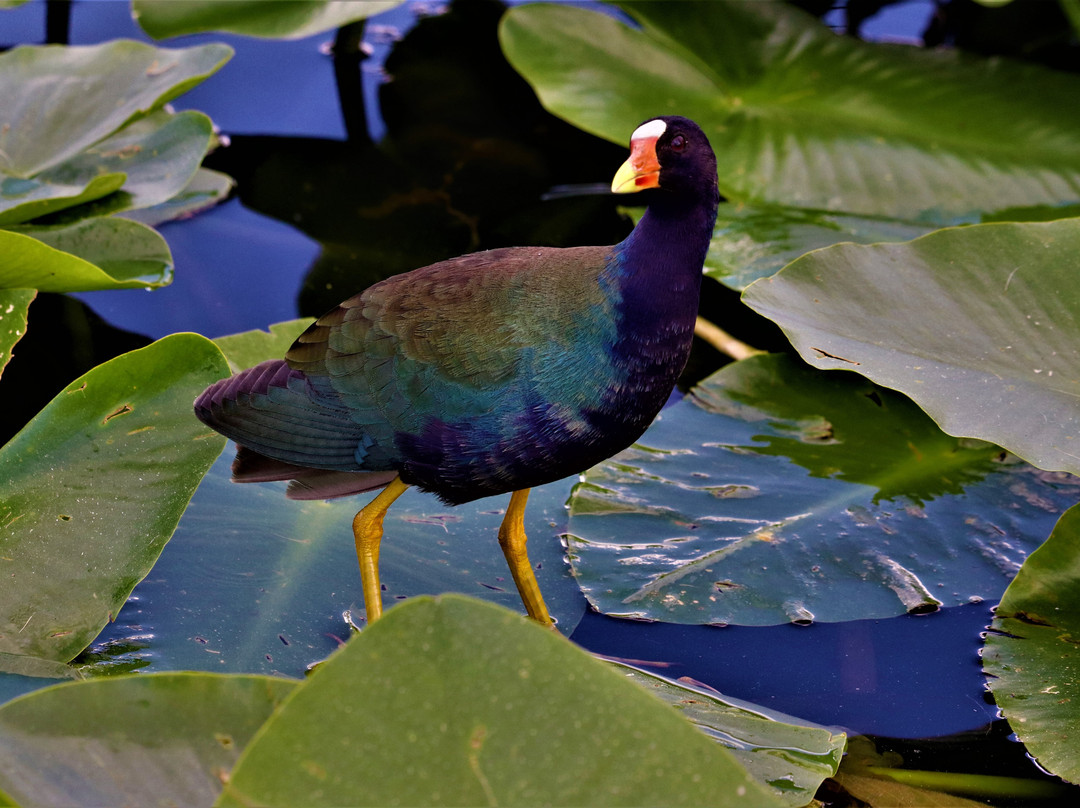 Justin's Jungle Airboat Rides-Umatilla必去景点