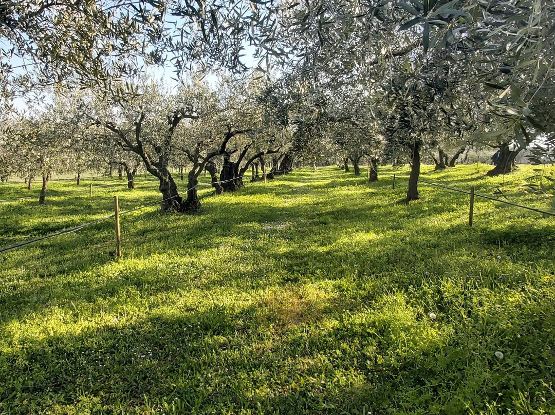Olivo Istriano: Authentic Istrian family farm, guided walk, foods & wine-布延必去景点