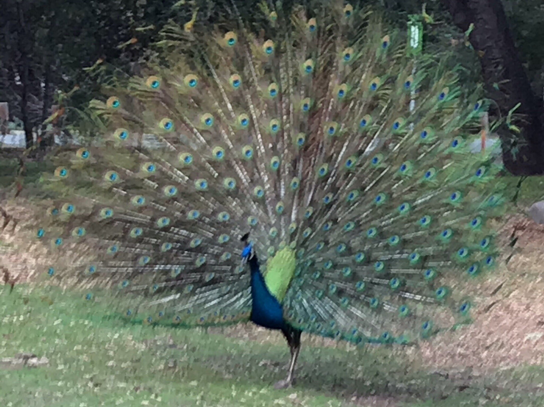尔湾公园-橘子郡必去景点