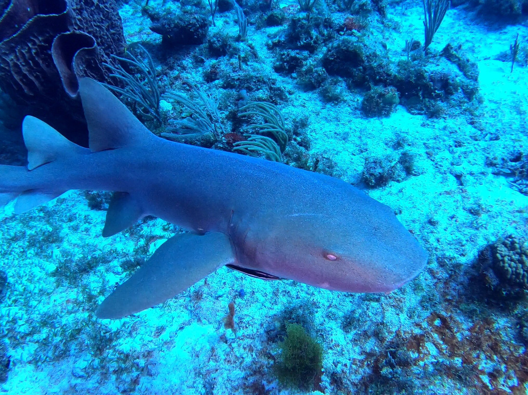 Antigua Scuba School-Jolly Harbour必去景点