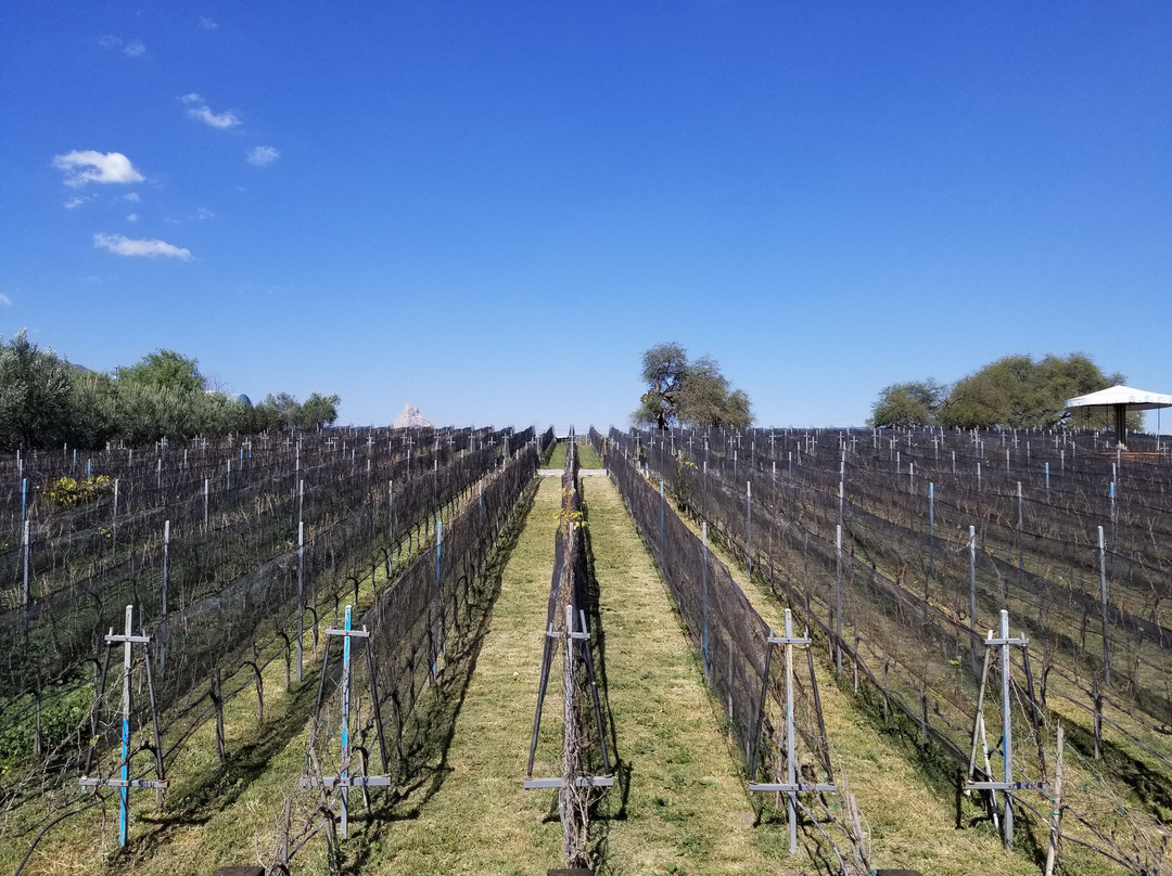 Vinedos Donato-克雷塔罗必去景点