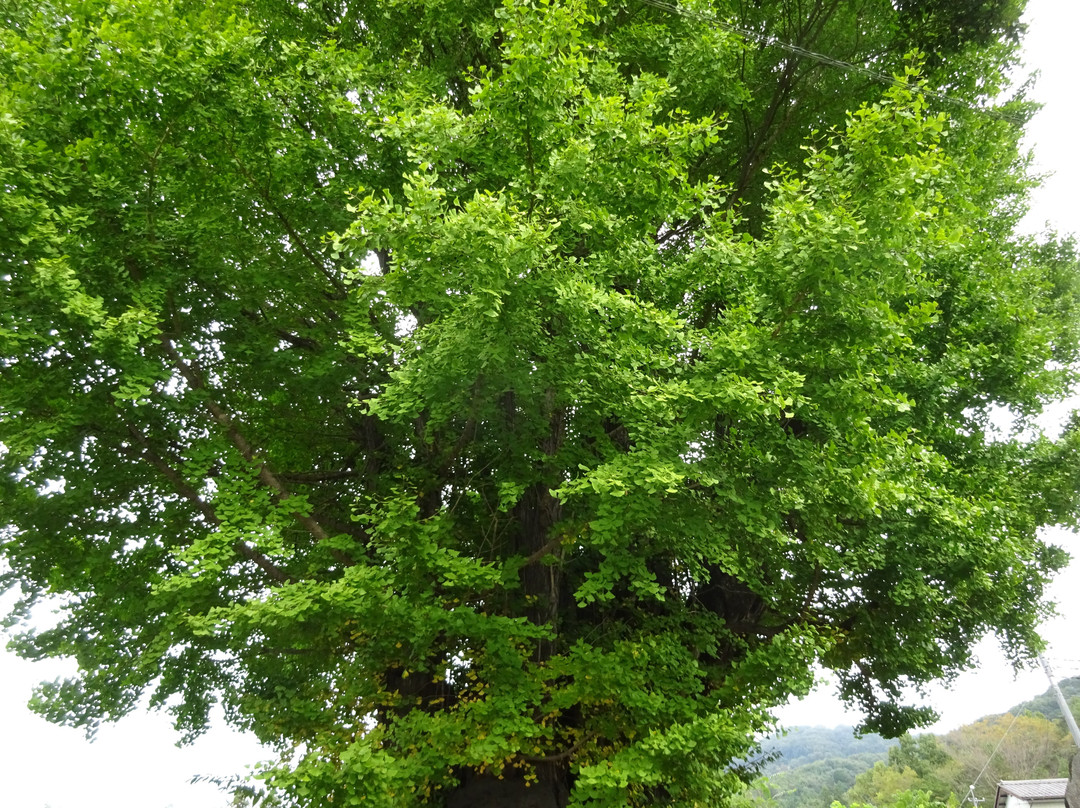 Kunikami no Daiicho-皆野町必去景点