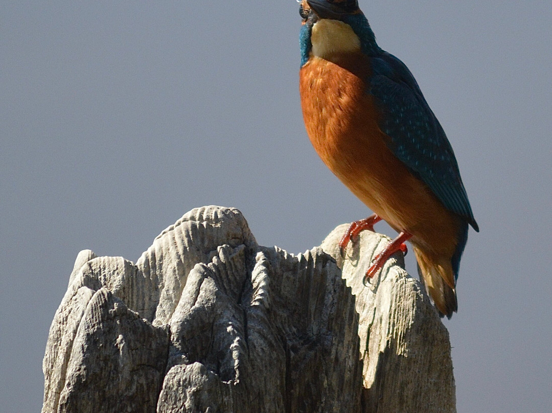 Valencia Birding Birdwatching Tours景点图片