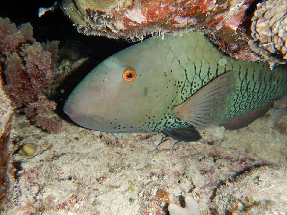 Scub'Addict-Bourail必去景点