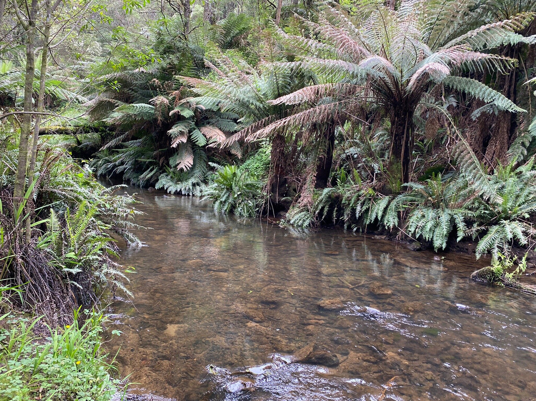 The Redwoods-Beech Forest必去景点