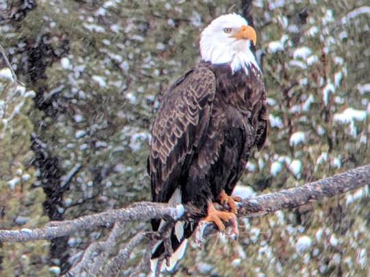 Wyld Guide-西黄石镇必去景点