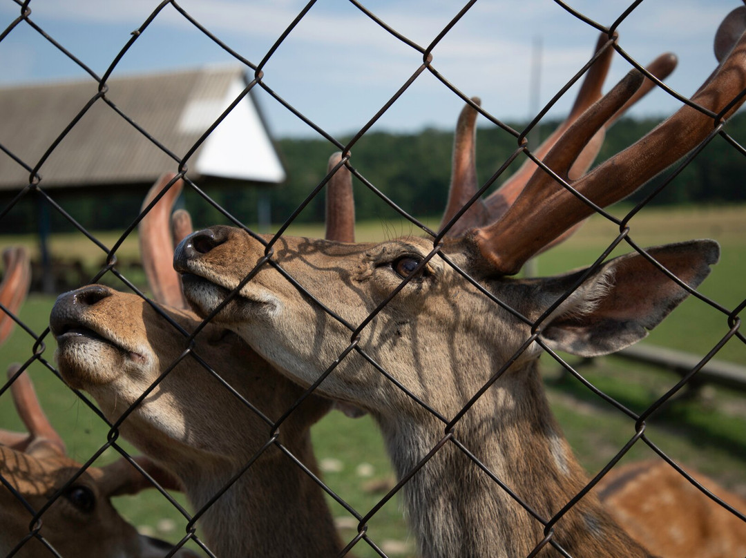 Lypcha Deer Farm-Khust必去景点