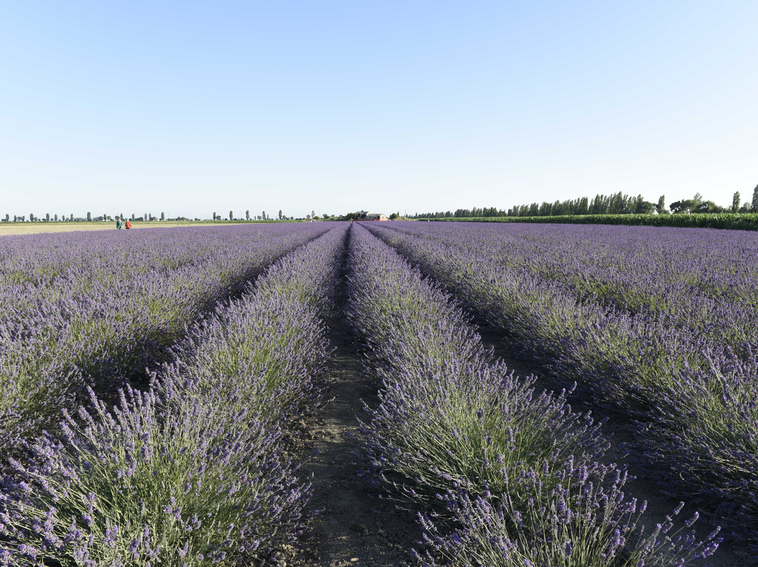 Lavanda Polesana景点图片