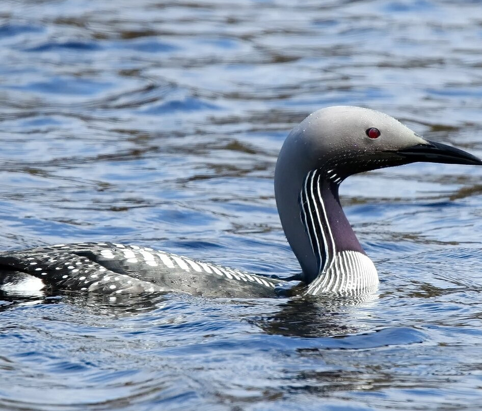RSPB Balranald-North Uist必去景点