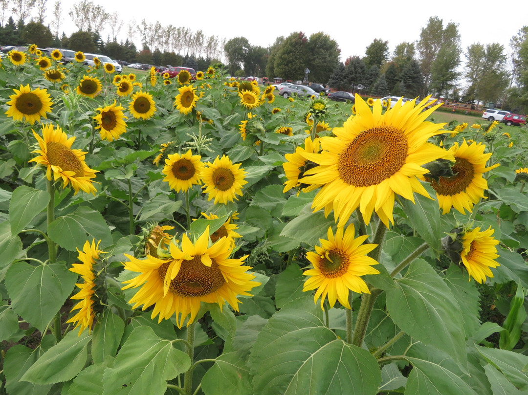Waldvogel's Pumpkin Farm-Juneau必去景点