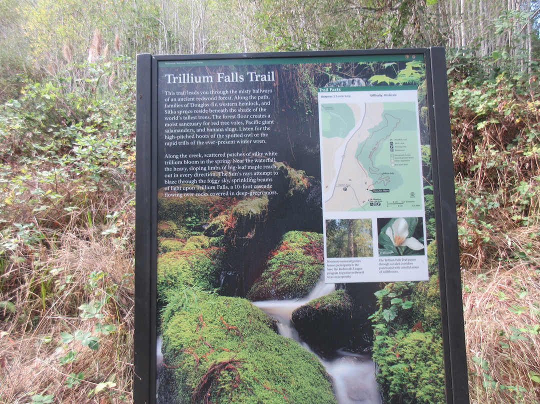 Trillium Falls Hike景点图片