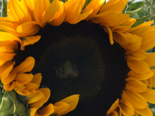 Center Grove Orchard-Cambridge必去景点