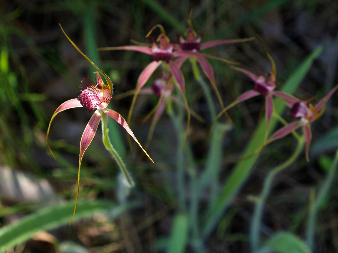 Wireless Hill Park-Ardross必去景点