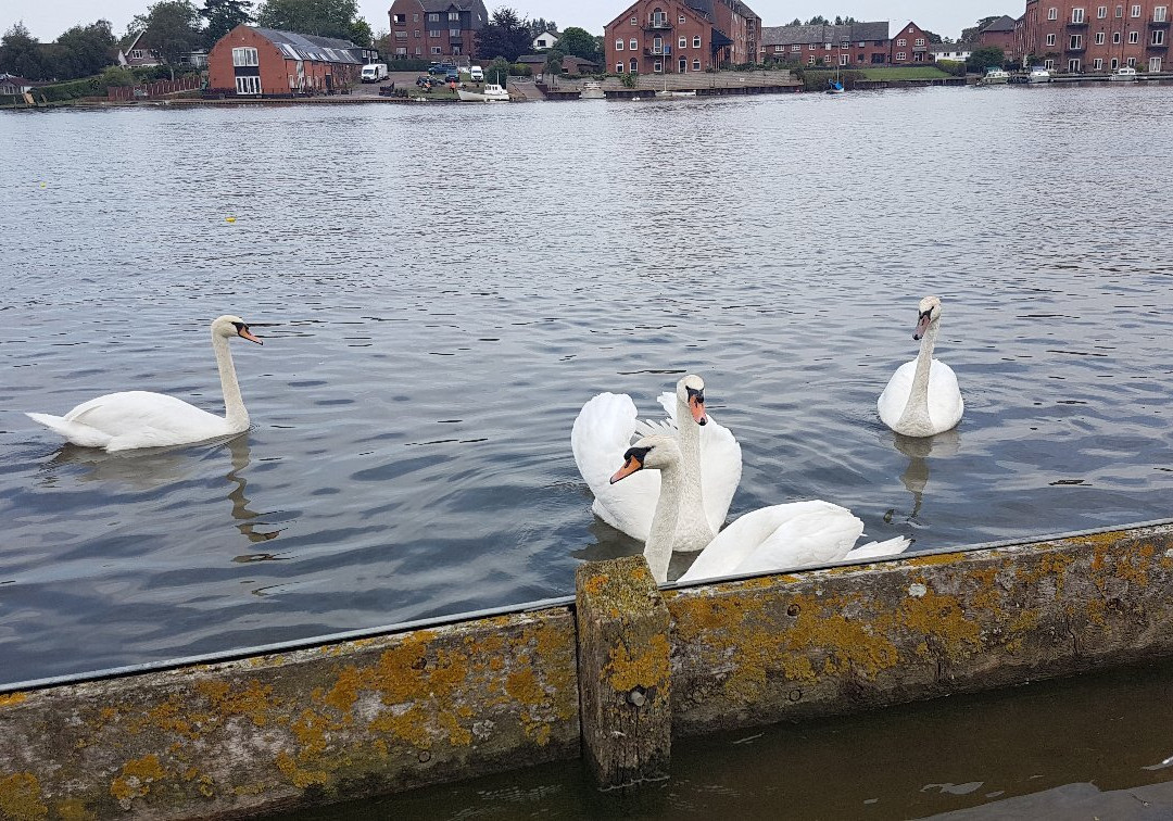 Nicholas Evirett Park Oulton Broad-Oulton Broad必去景点