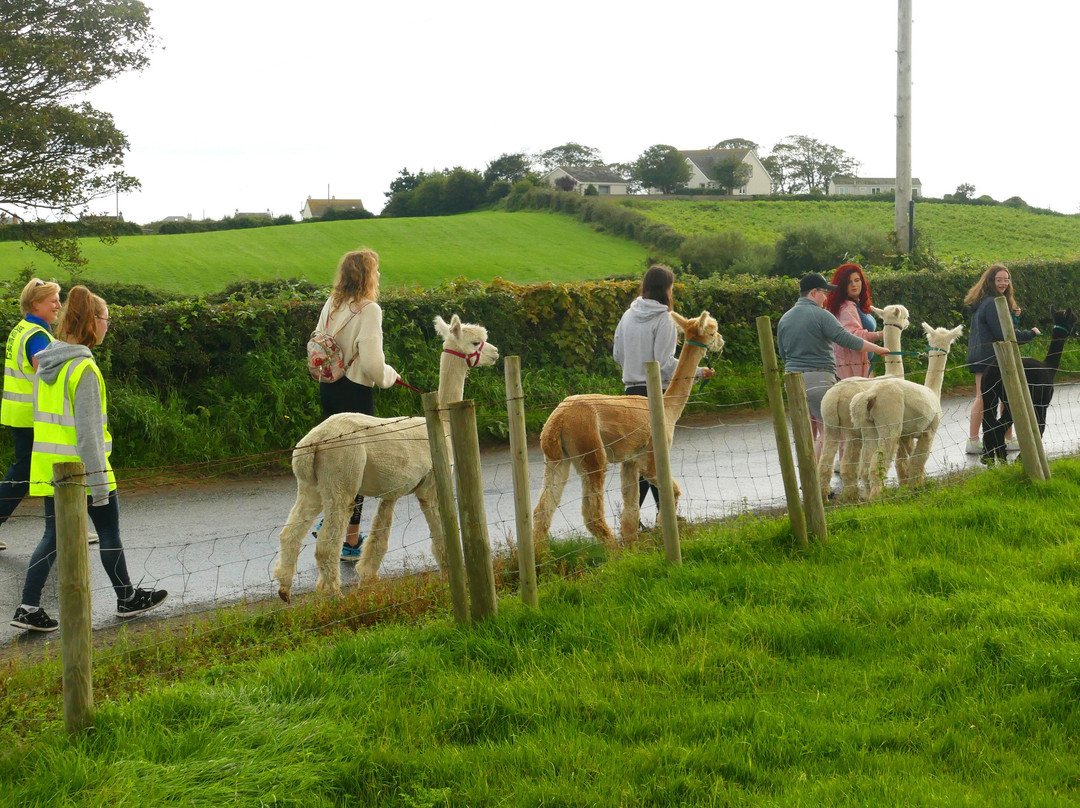 Cranfield Alpacas (alpaca Experiences In The Mournes).景点图片