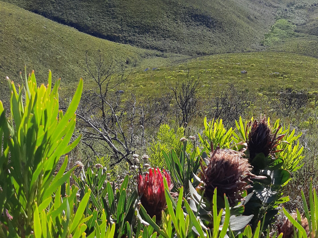 Peter Giddy Guided Tours-伊丽莎白港必去景点