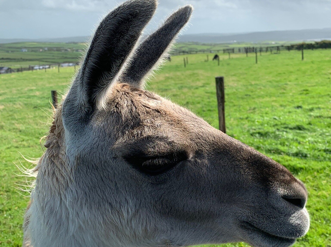 Moher Hill Open Farm-Liscannor必去景点