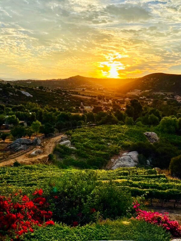 Turtle Rock Ridge Vineyard & Winery景点图片