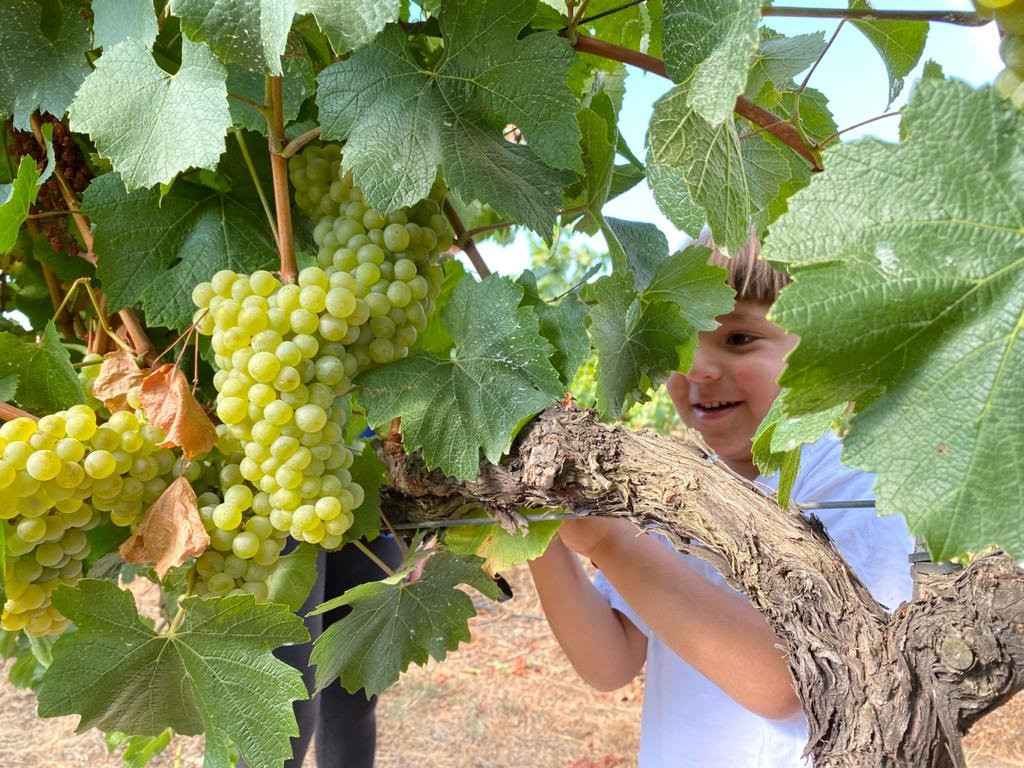 Ben Zimra Winery-Kerem Ben Zimra必去景点