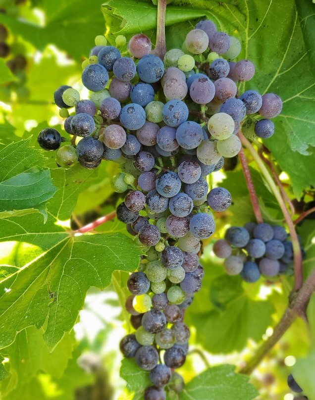 Vignoble Rivière du Chêne Winery-Saint-Eustache必去景点