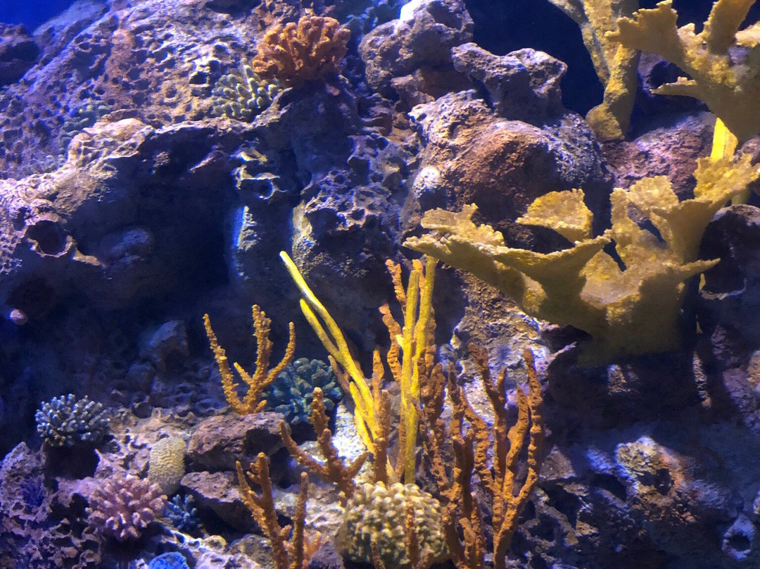 Oceanic Aquarium景点图片