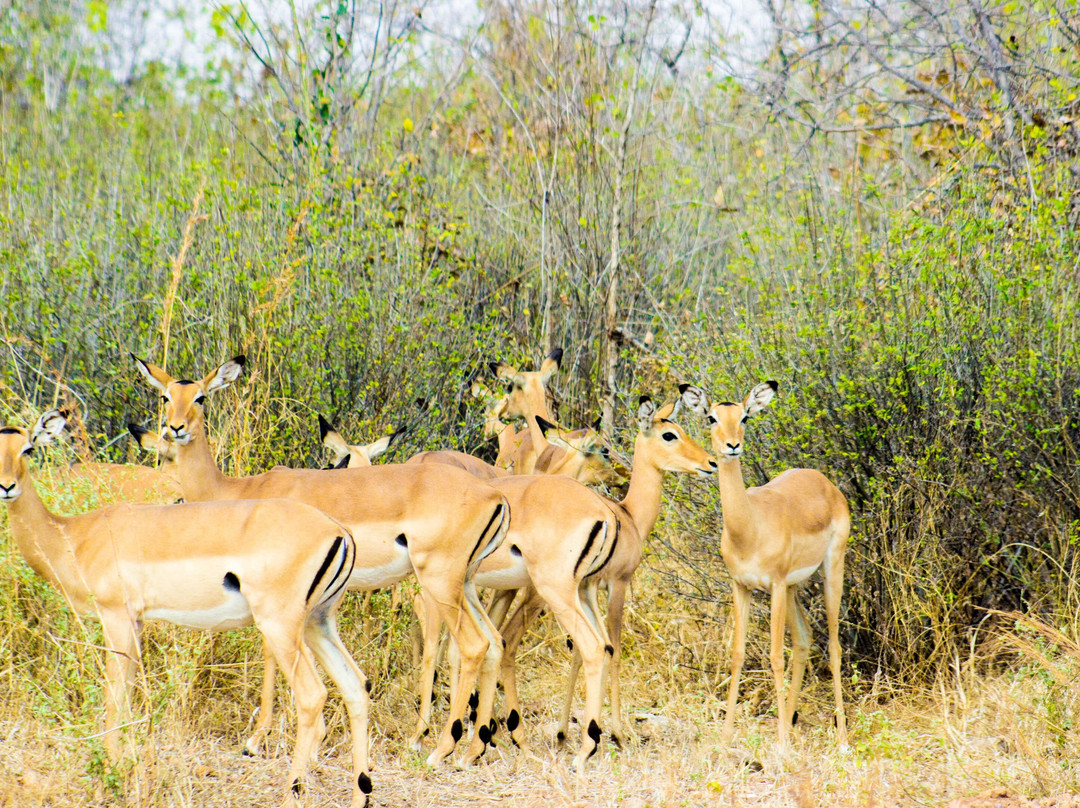 Digitata Tours & Safaris-Iringa必去景点
