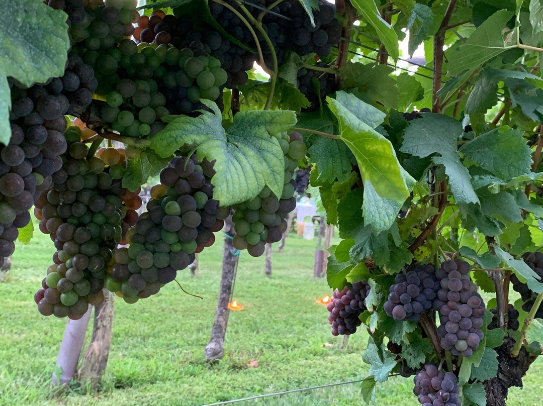Agriturismo Tenuta Luisa景点图片