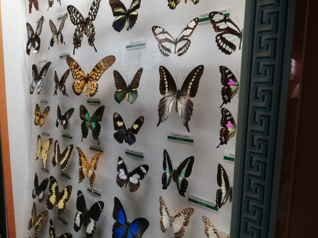 Muzeum Motyli景点图片
