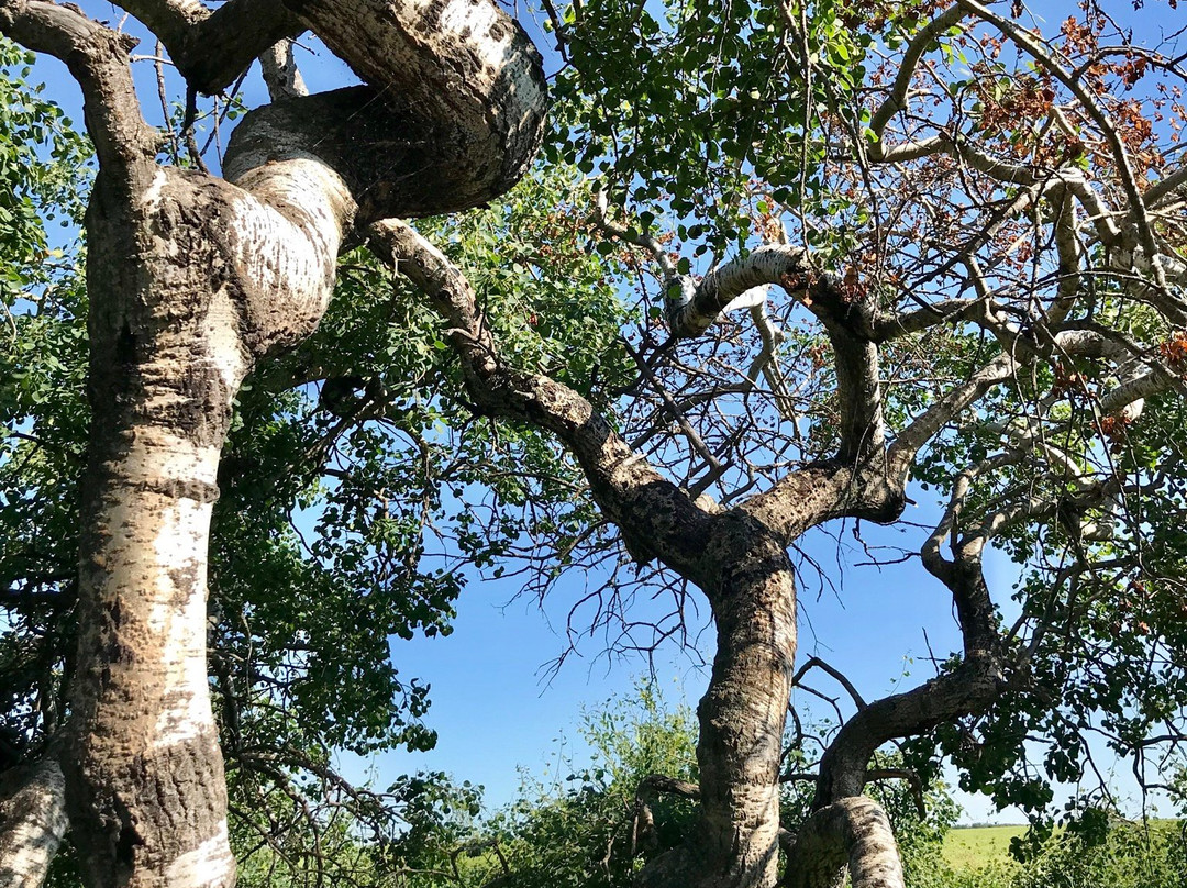 The Crooked Bush景点图片