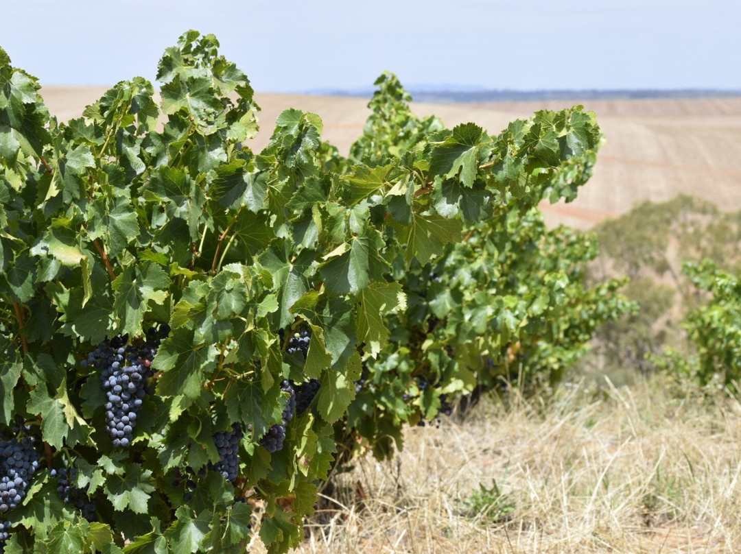 Gomersal Wines景点图片