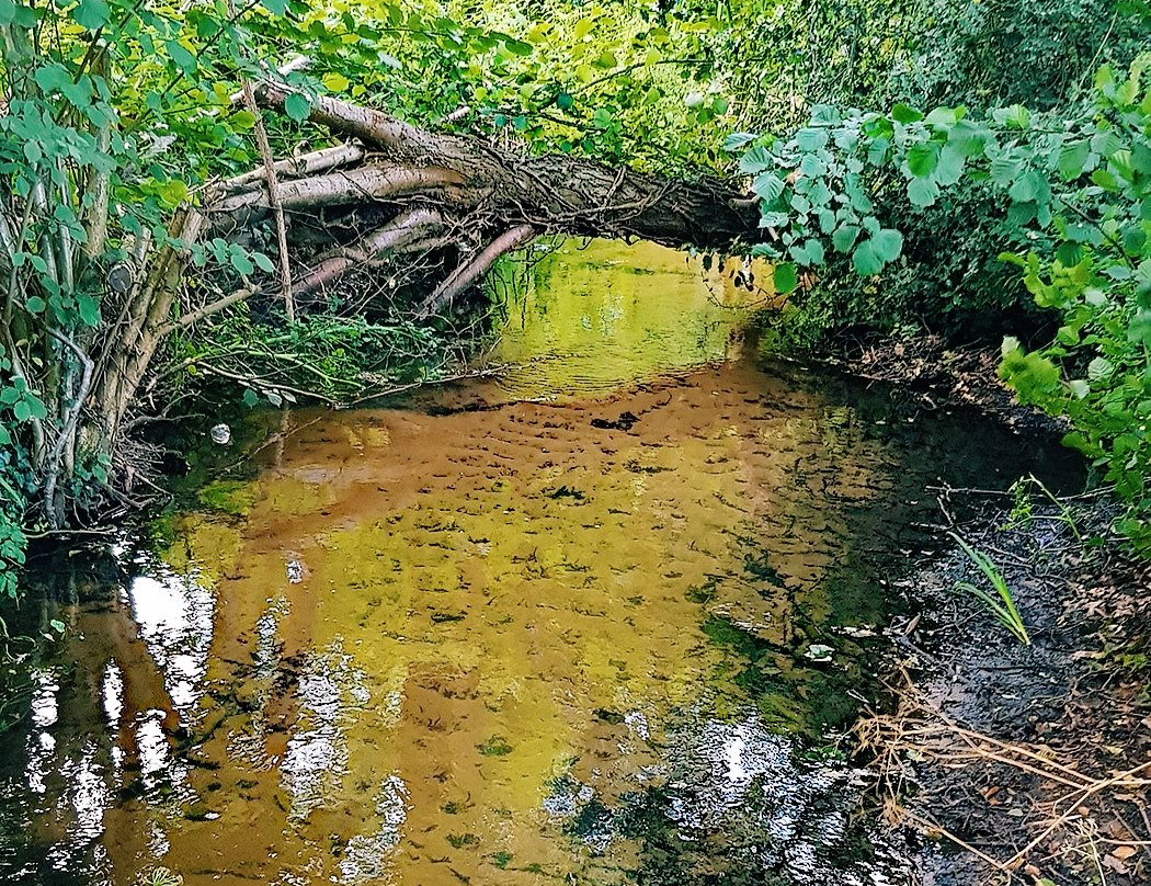 Frensham Little Pond景点图片