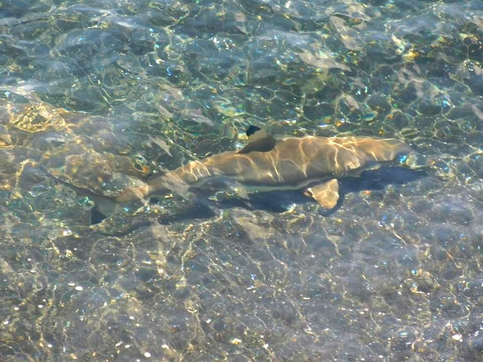La Nurserie de Requins Shark Bay景点图片