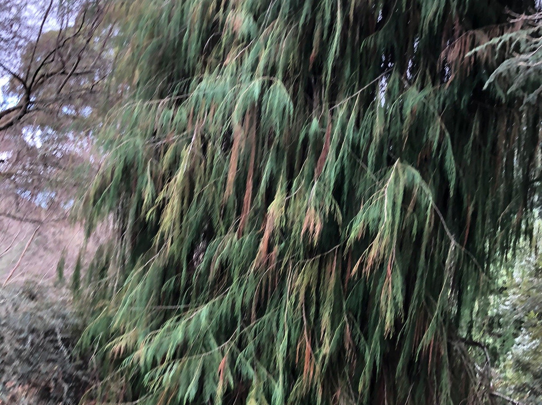 Pirianda Garden-奥林达必去景点