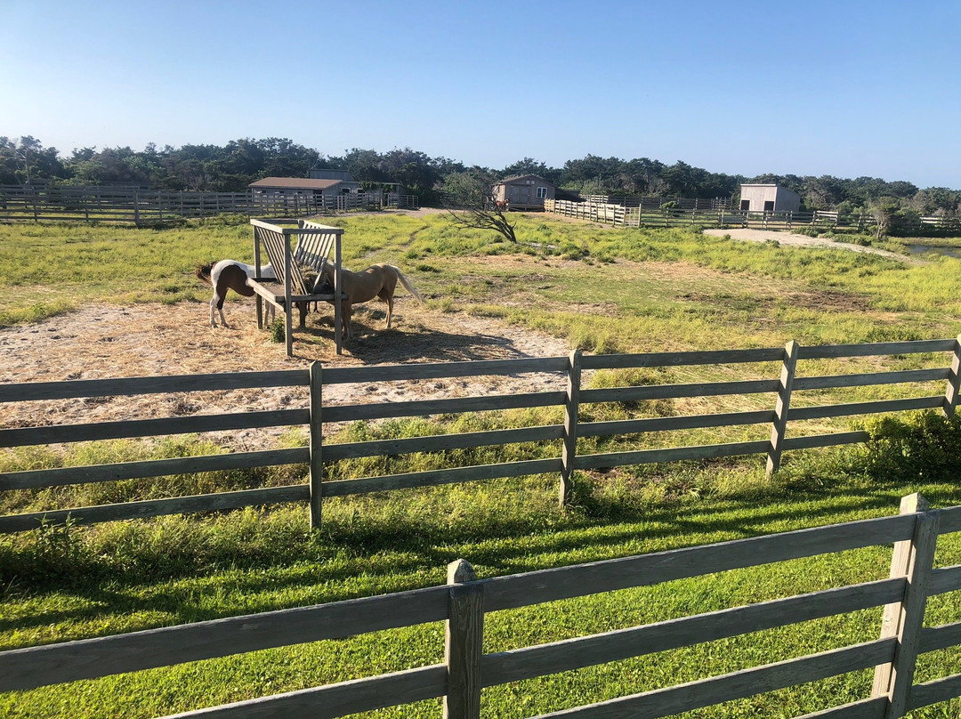 Ocracoke Pony Pens景点图片